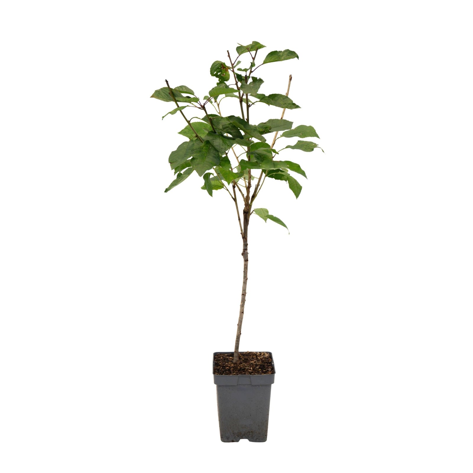 Cherry Tree - Prunus avium 'Stella' - Sweet Cherry - Height 90-110cm - ⌀23cm