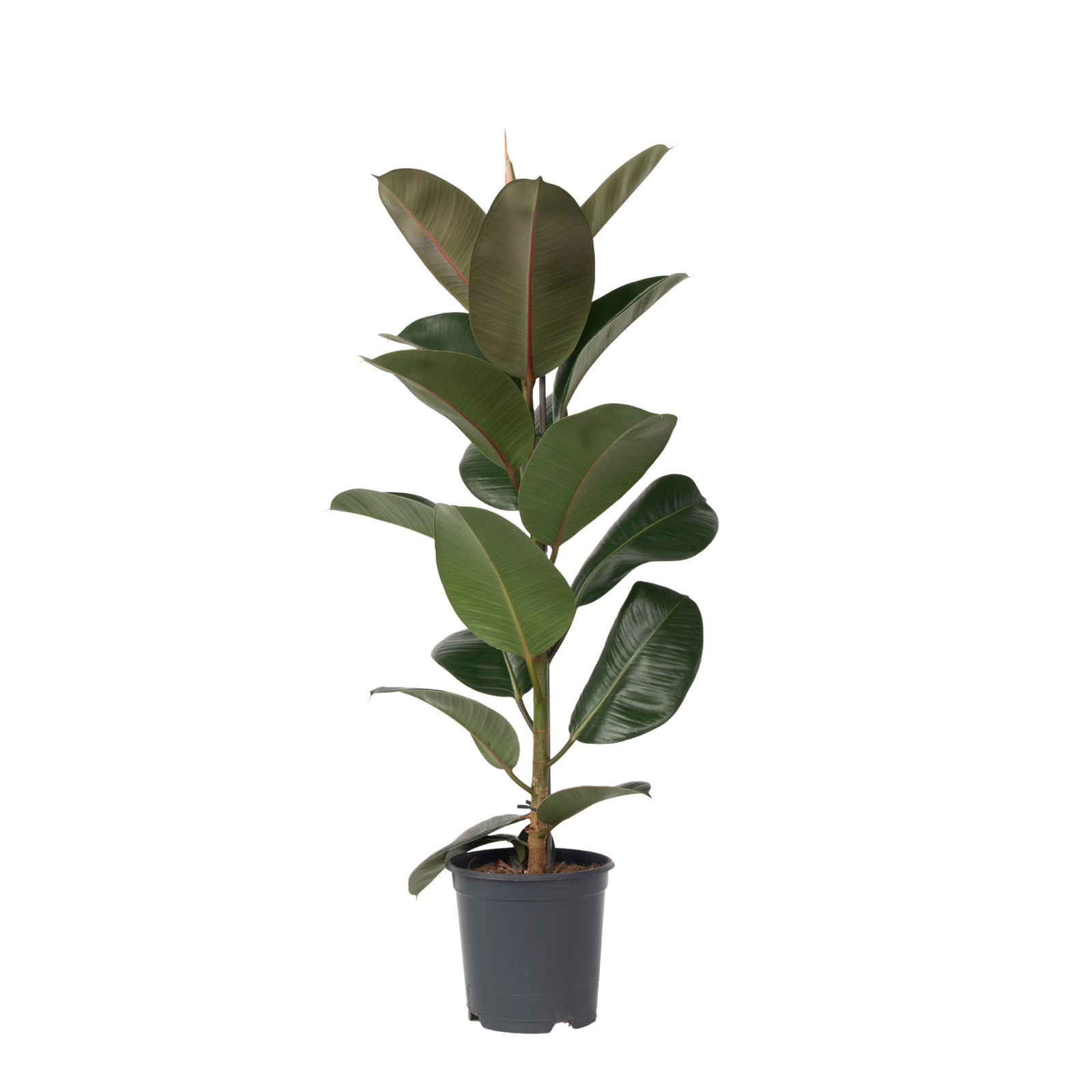Rubber Plant - Ficus Elastica 'Robusta' - Height 75-100cm - ⌀24cm