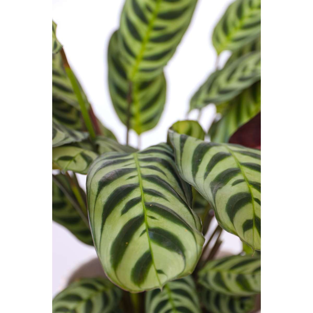 Never Never Plant - Ctenanthe 'burle-marxii' - Height 25-40cm - ⌀12cm