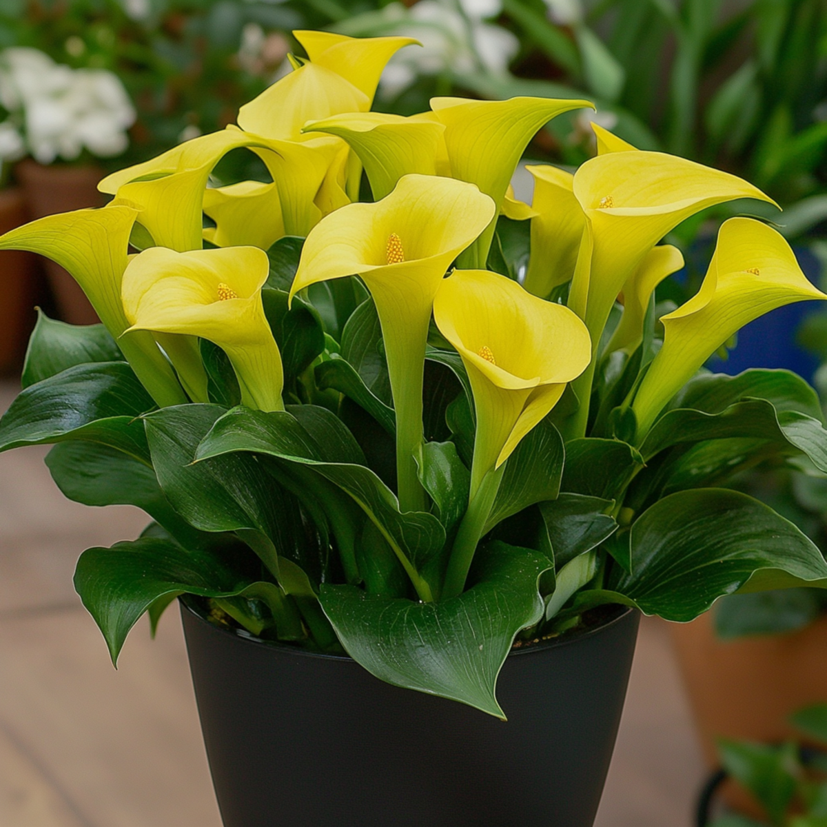 Calla 'Zara' - Yellow - Height 30-40cm - ⌀12cm