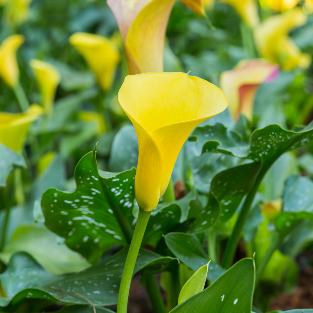 Calla 'Zara' - Yellow - Height 30-40cm - ⌀12cm