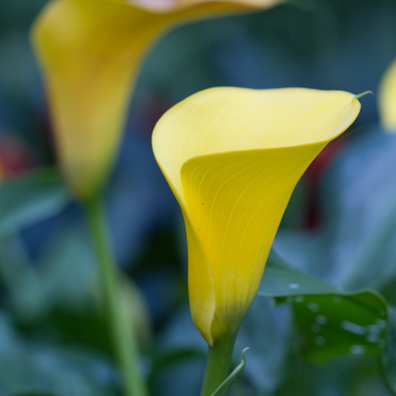 Calla 'Zara' - Yellow - Height 30-40cm - ⌀12cm