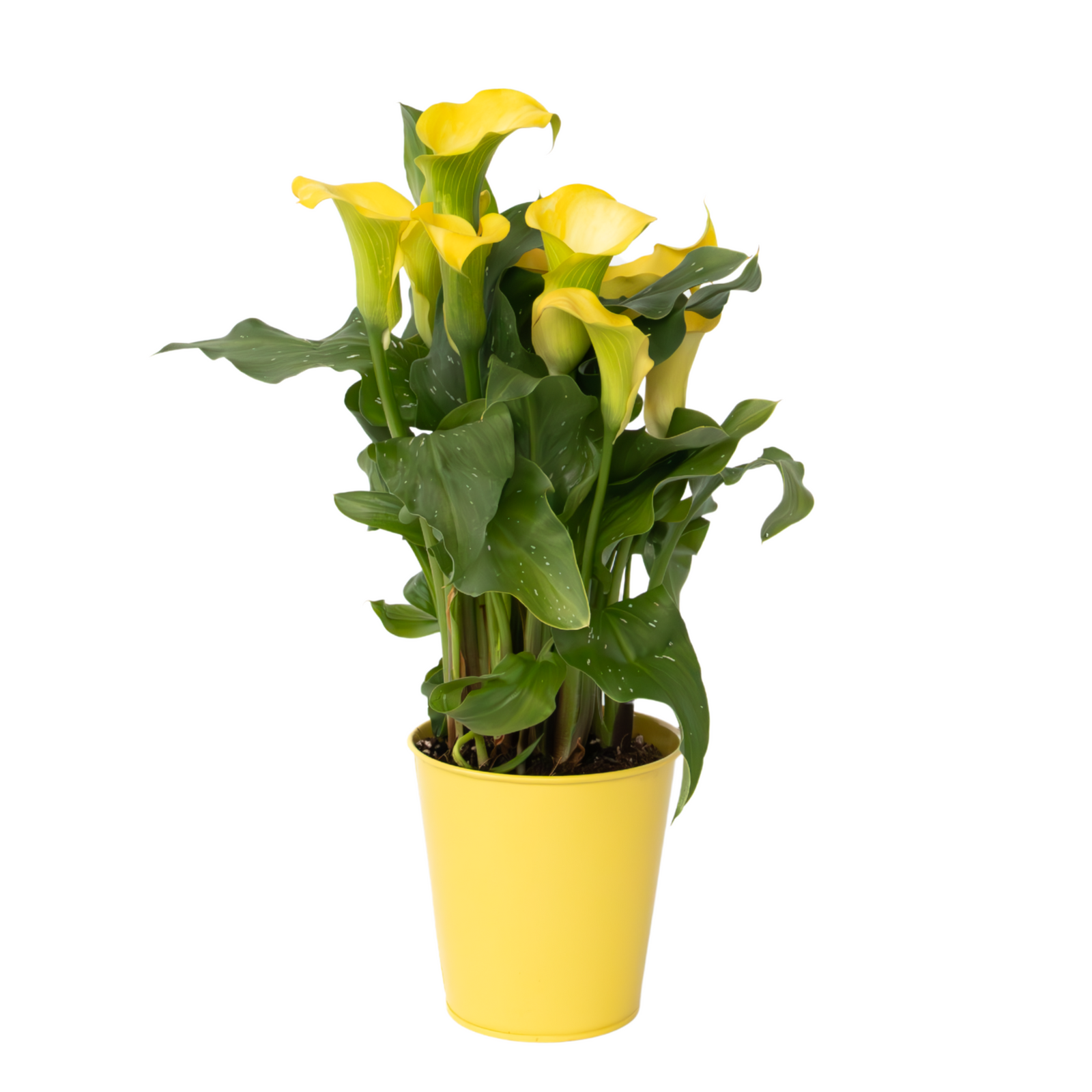 Calla 'Zara' - Yellow - Height 30-40cm - ⌀12cm