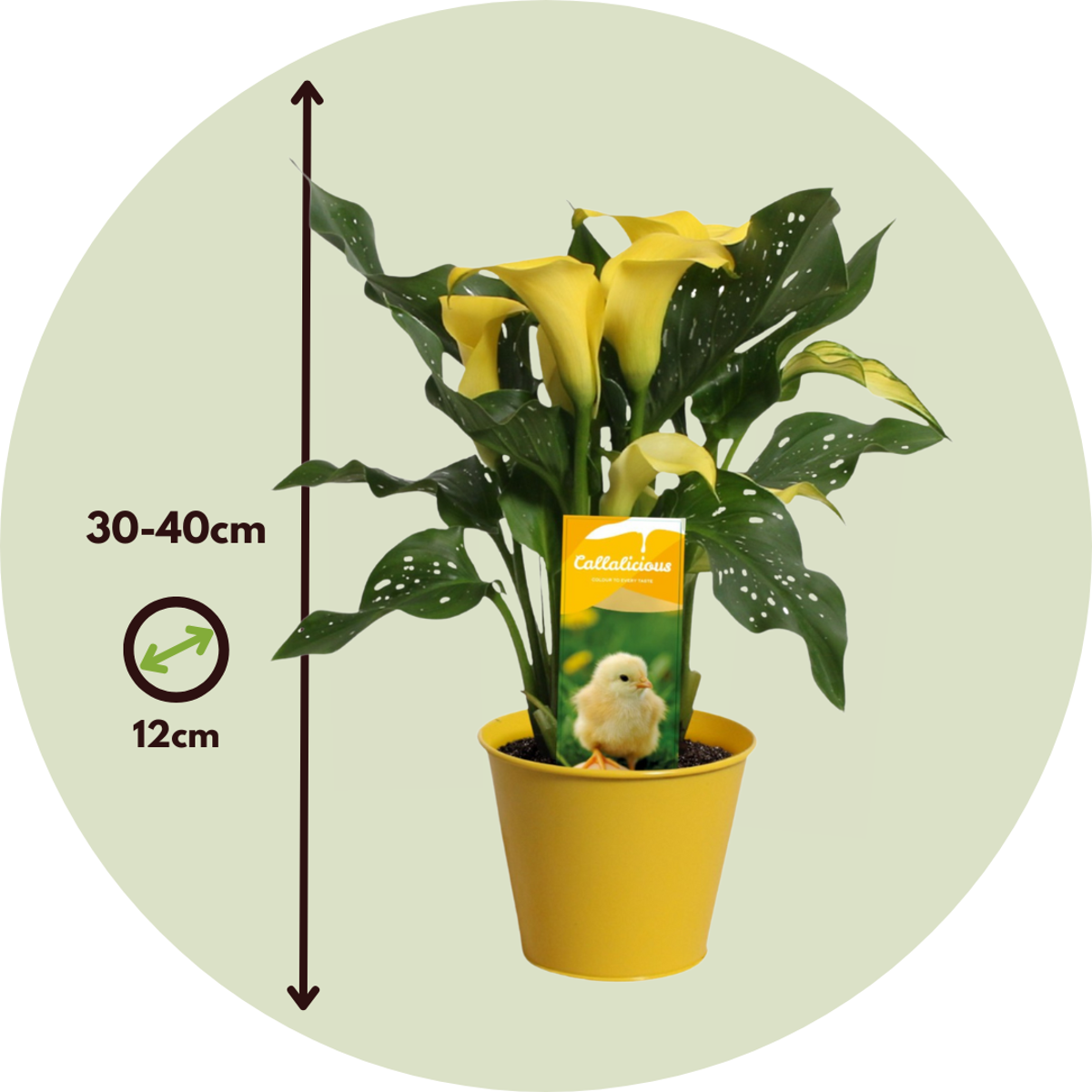 Calla 'Zara' - Yellow - Height 30-40cm - ⌀12cm