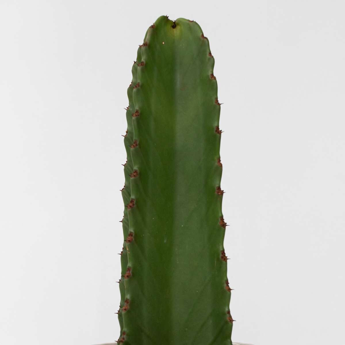 Candelabra tree cactus - Euphorbia ingens - Height 85-95cm - ⌀24cm