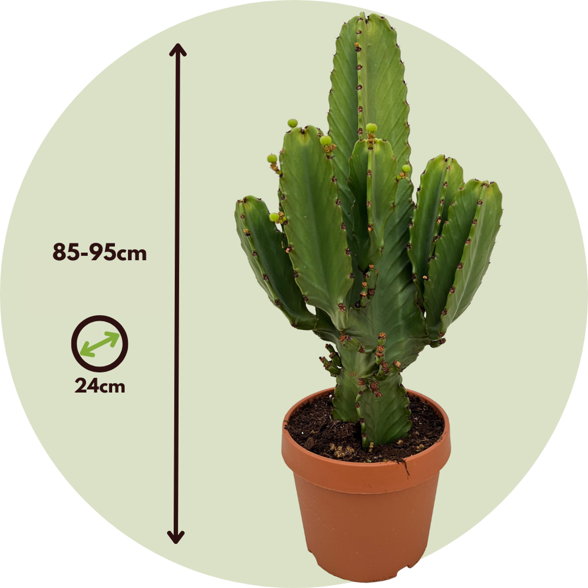 Candelabra tree cactus - Euphorbia ingens - Height 85-95cm - ⌀24cm