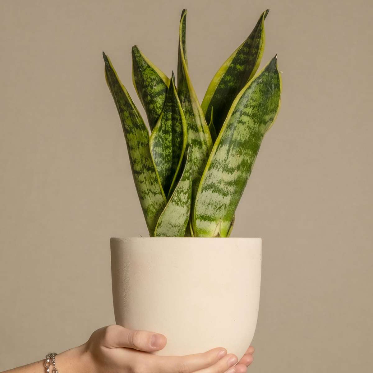 Snake Plant - Sansevieria trifasciata Laurentii - Height 40-50cm - ⌀14cm