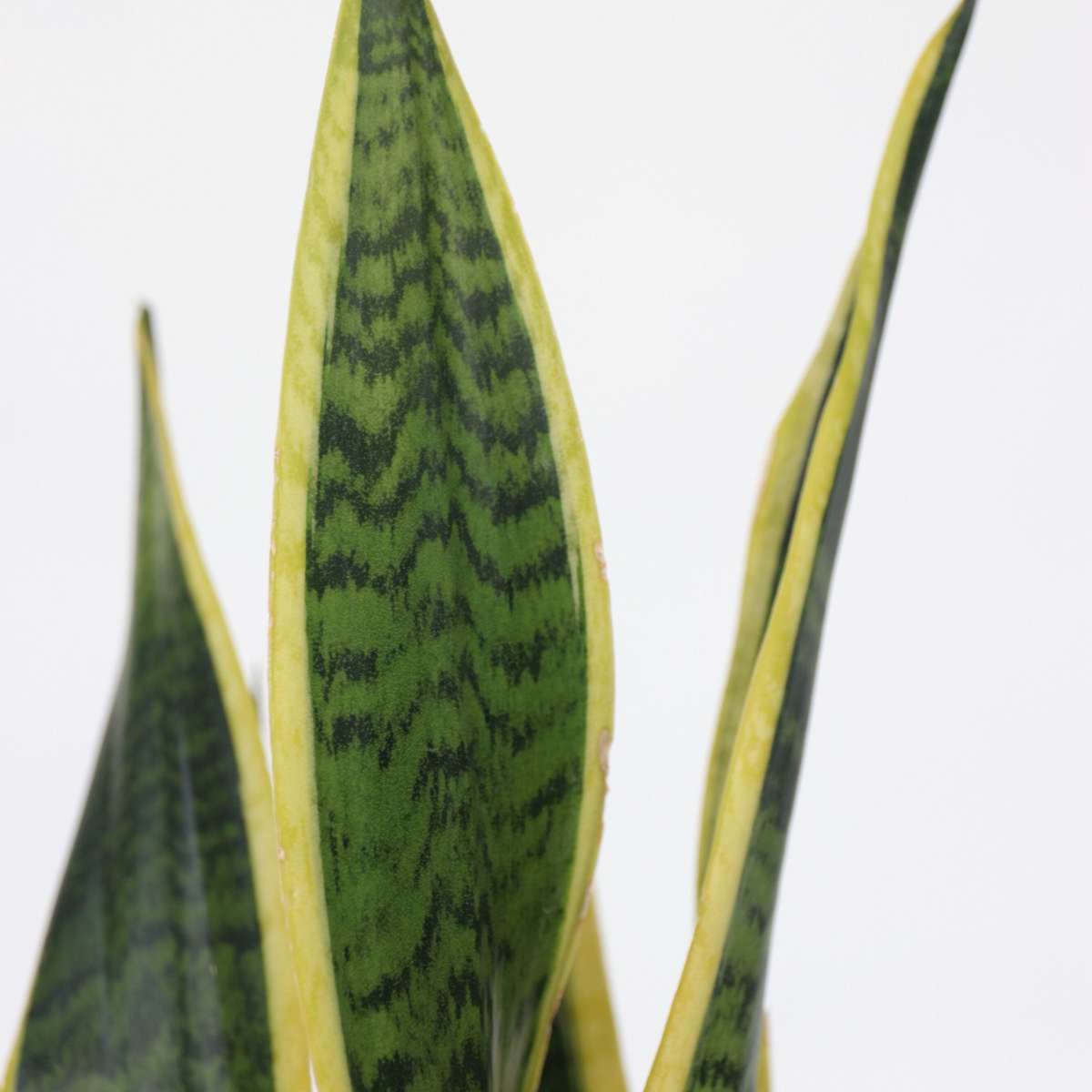 Snake Plant - Sansevieria trifasciata Laurentii - Height 40-50cm - ⌀14cm