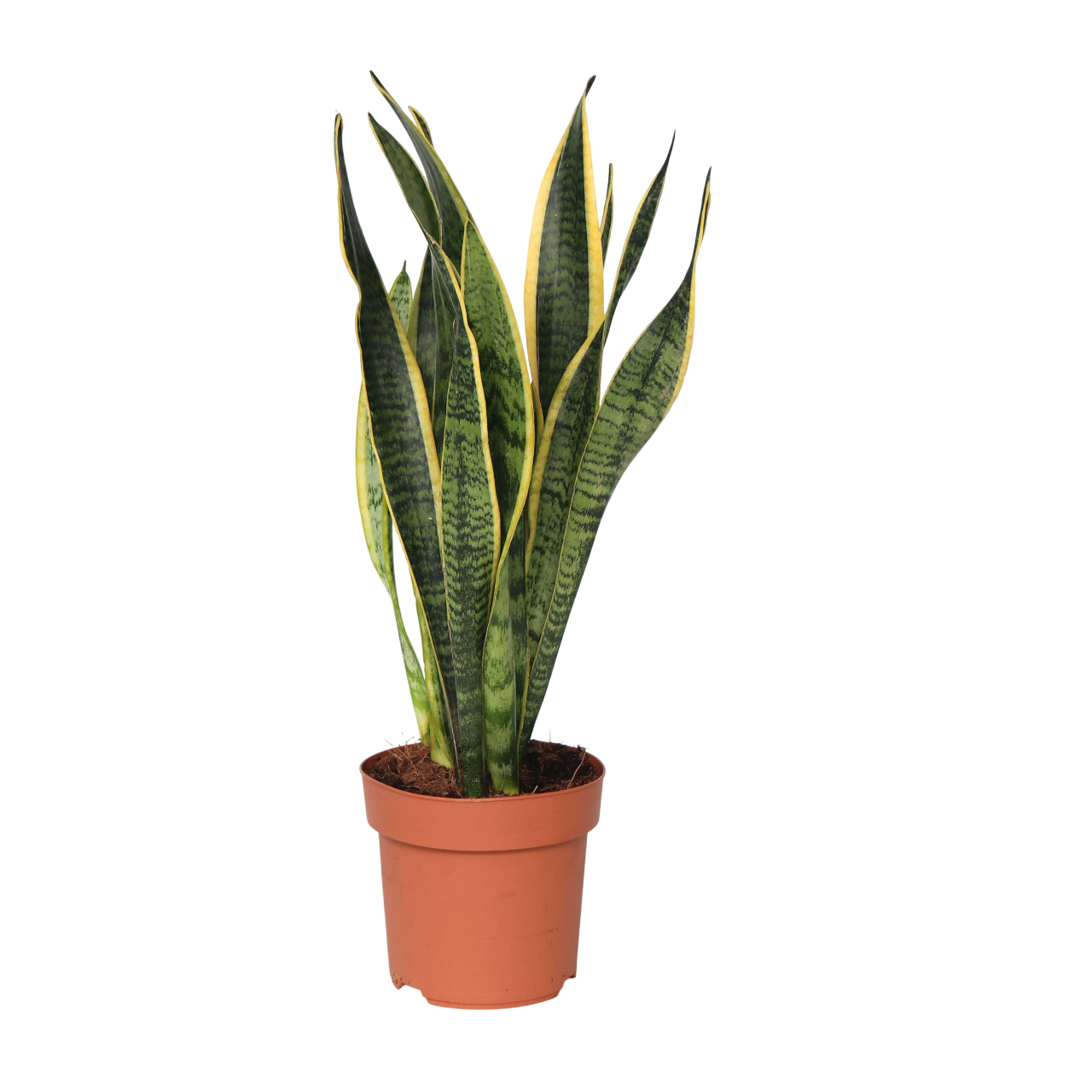 Snake Plant - Sansevieria trifasciata Laurentii - Height 40-50cm - ⌀14cm