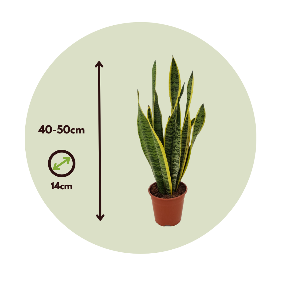 Snake Plant - Sansevieria trifasciata Laurentii - Height 40-50cm - ⌀14cm