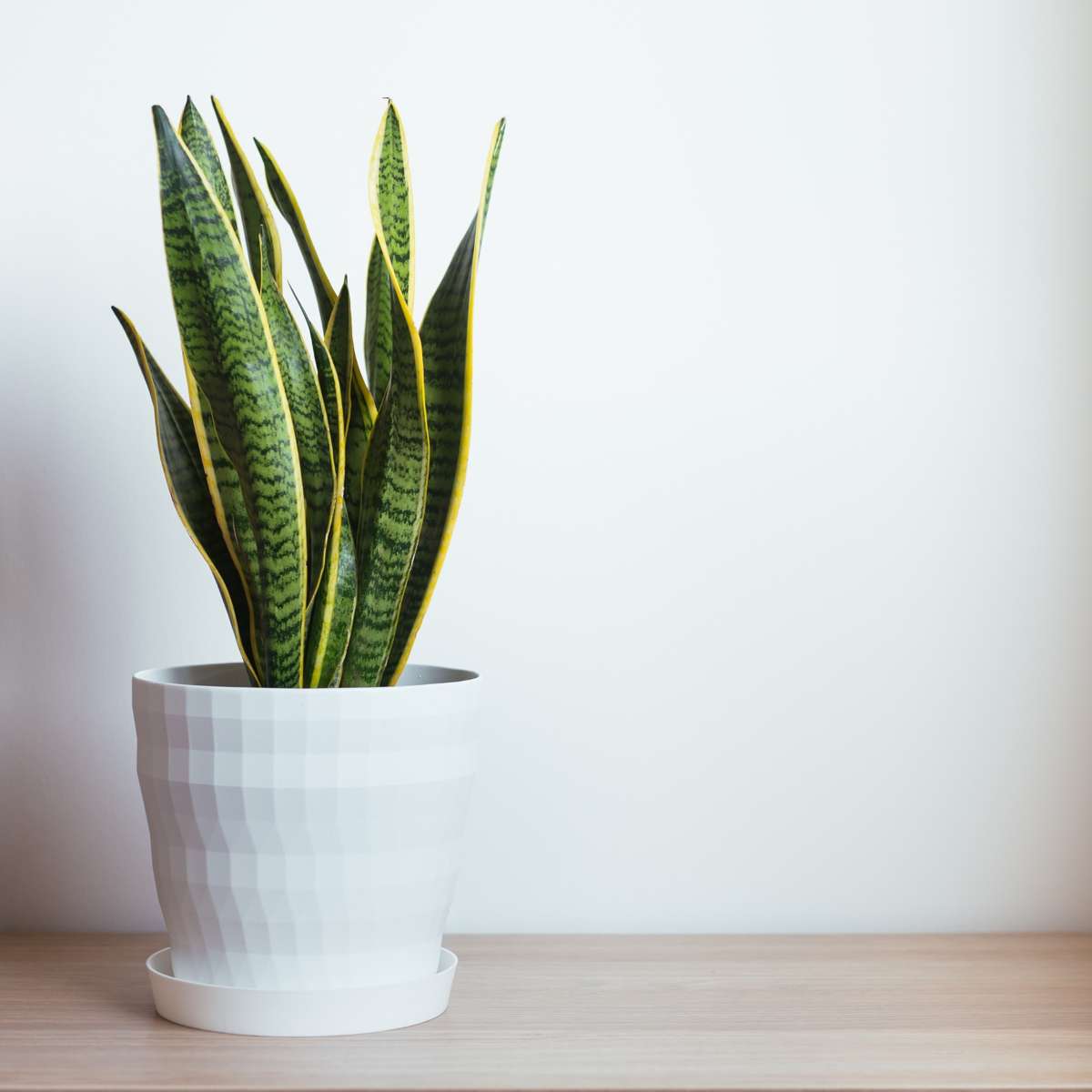 Snake Plant - Sansevieria trifasciata Laurentii - Height 40-50cm - ⌀14cm