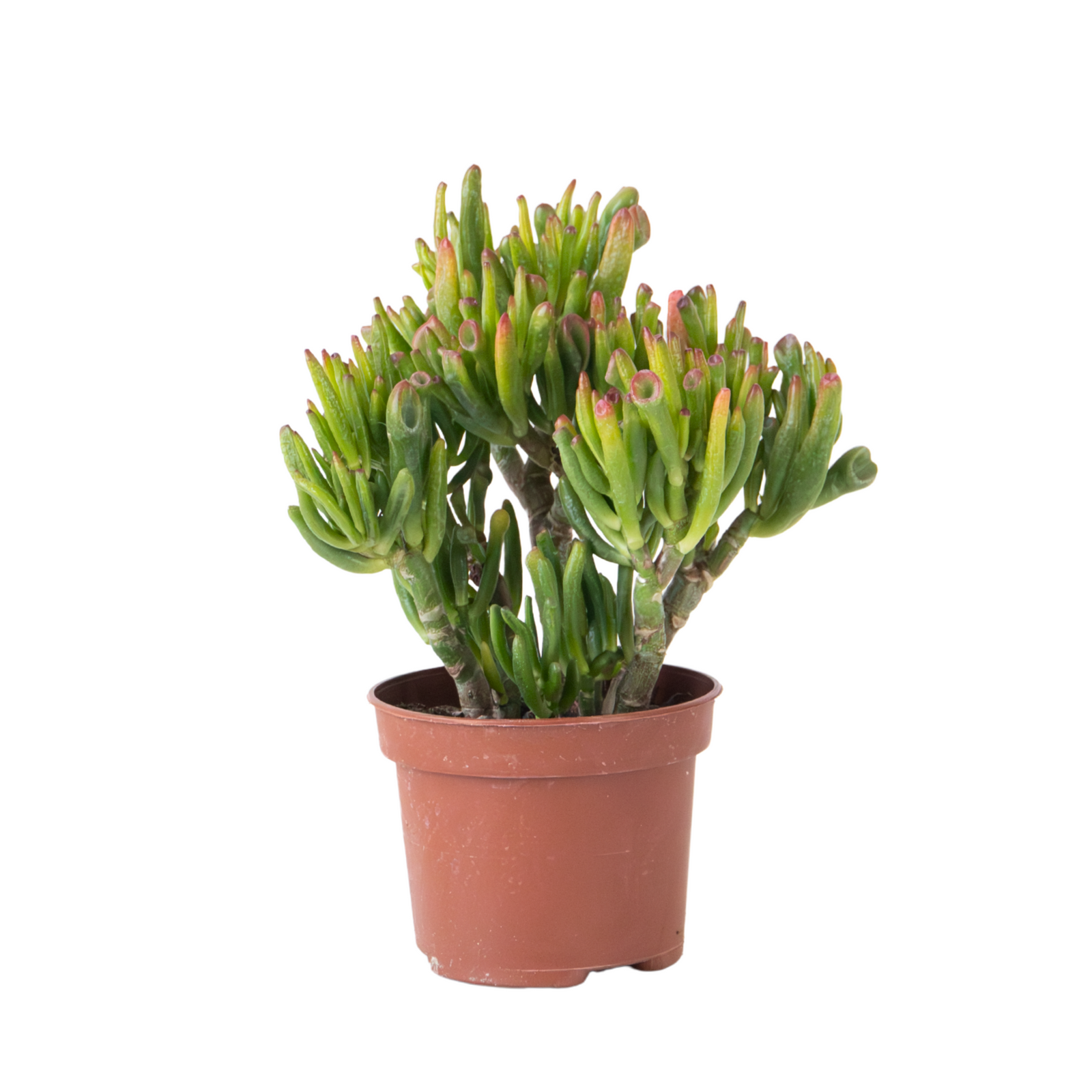 Jade plant - Crassula ovata 'Hobbit' - Height 10-20cm - ⌀12cm